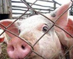 О новой вспышке африканской чумы свиней в Краснодарском крае